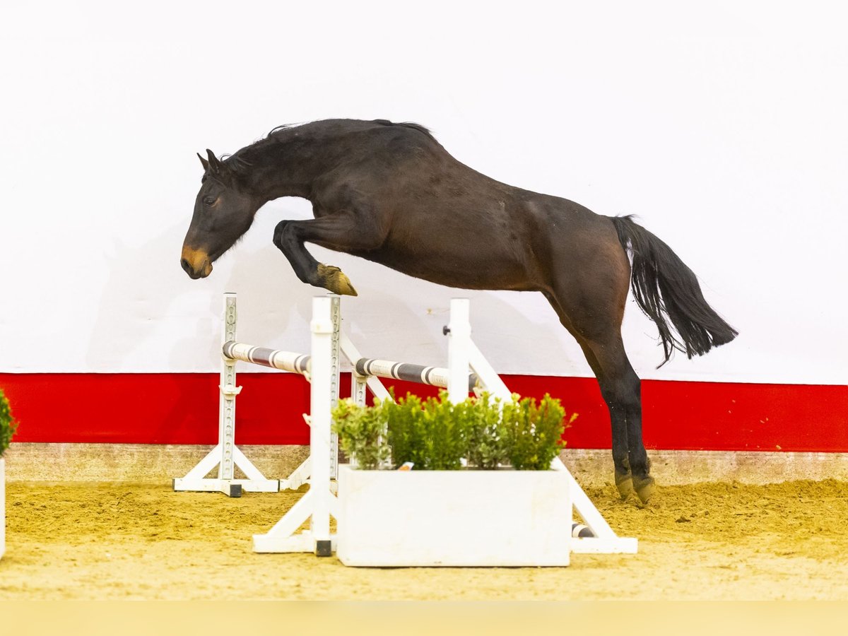 Holsteiner Merrie 13 Jaar 170 cm Donkerbruin in Waddinxveen