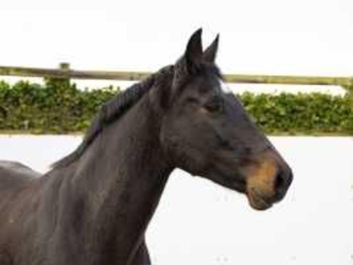 Holsteiner Merrie 13 Jaar 171 cm Donkerbruin in Waddinxveen