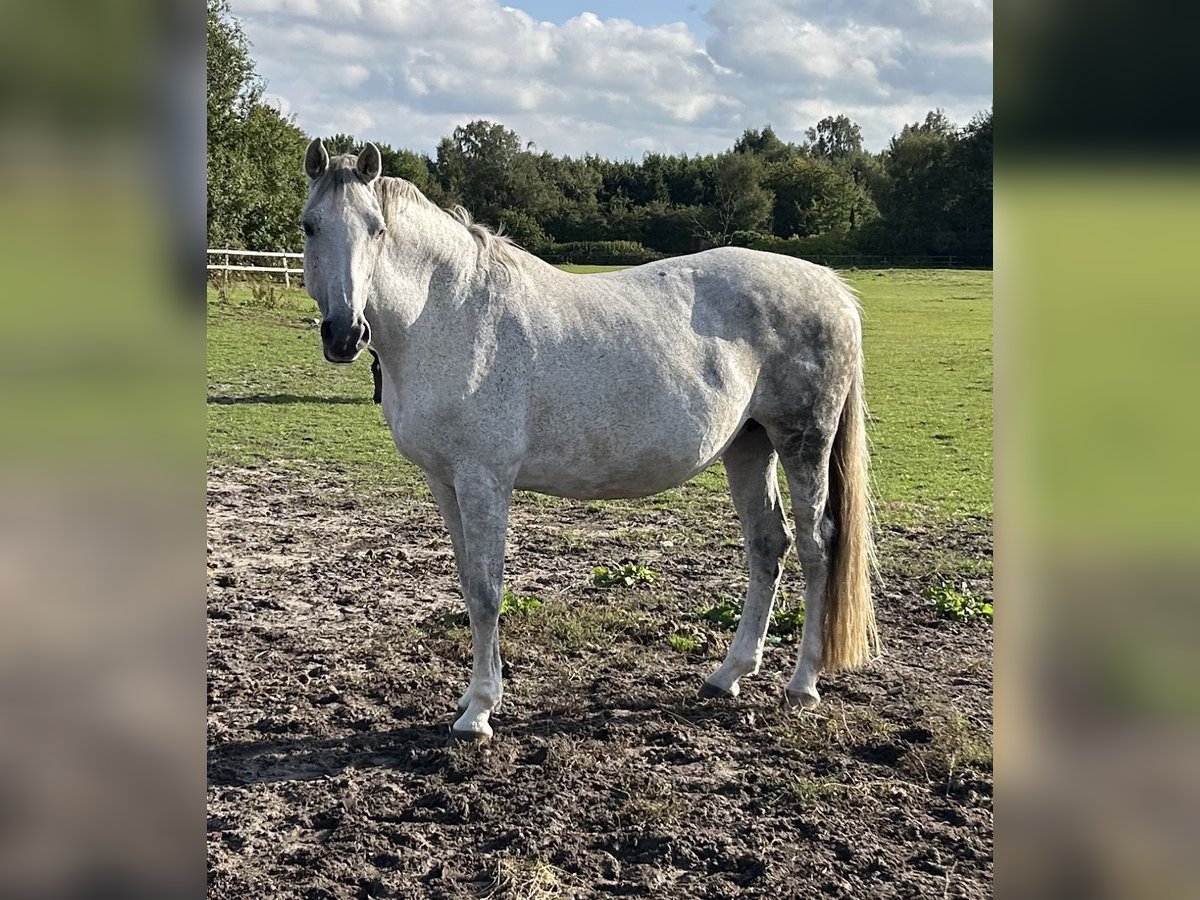 Holsteiner Merrie 13 Jaar 174 cm Schimmel in Idstedt