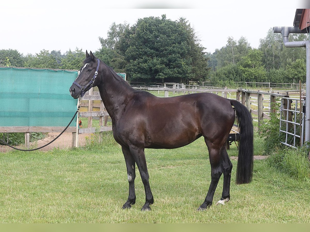 Holsteiner Merrie 14 Jaar 162 cm Zwart in Arberg