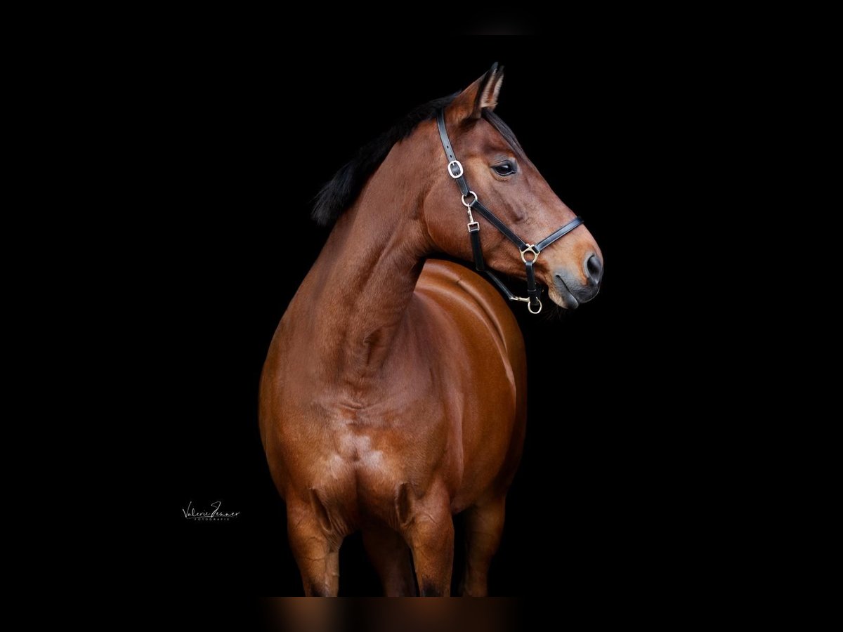 Holsteiner Merrie 14 Jaar 164 cm Bruin in Heeßel