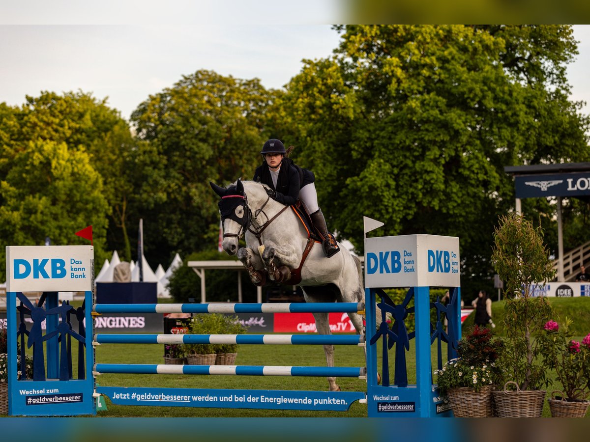 Holsteiner Merrie 14 Jaar 170 cm Schimmel in Schenefeld