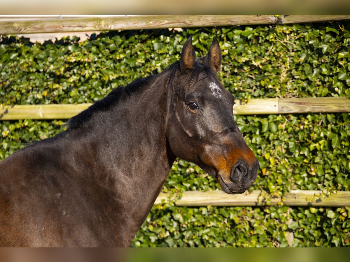 Holsteiner Merrie 14 Jaar 171 cm Donkerbruin in Waddinxveen