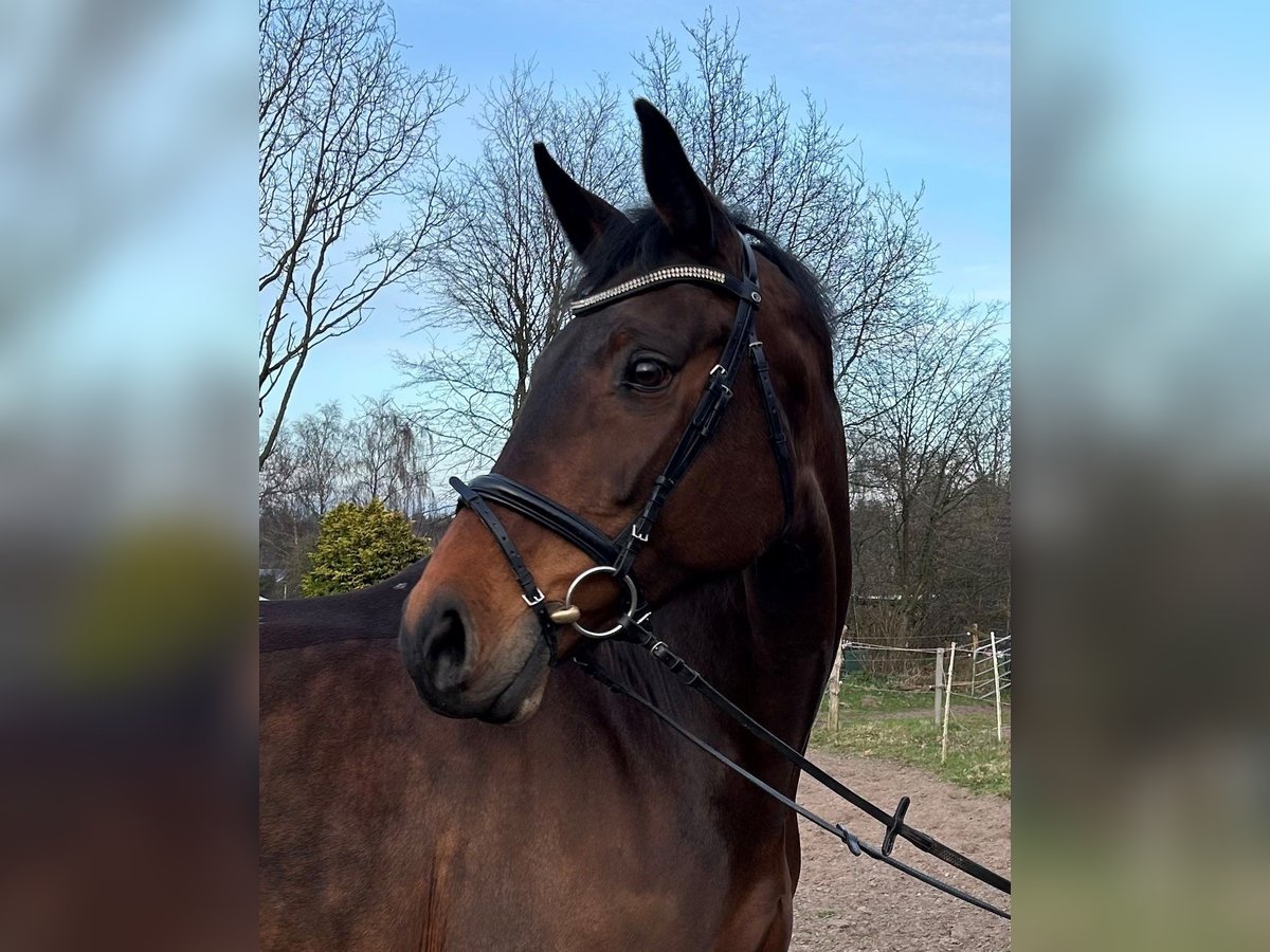 Holsteiner Merrie 14 Jaar 175 cm Bruin in Leck