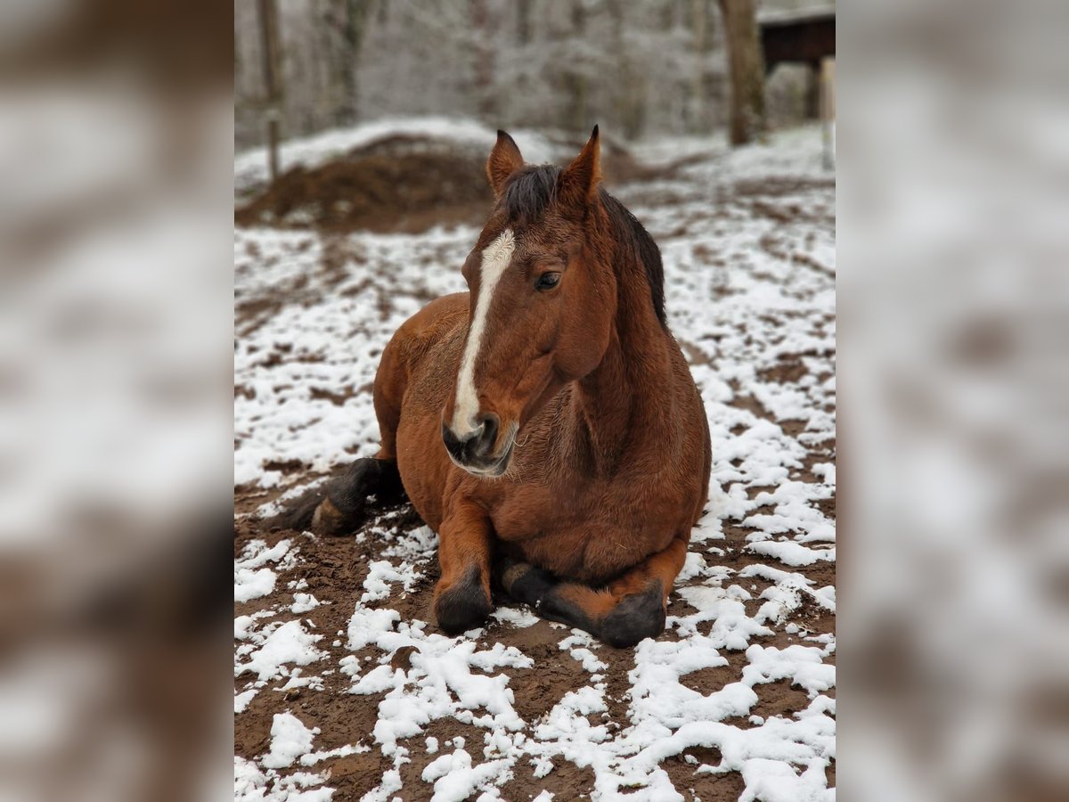 Holsteiner Merrie 15 Jaar 165 cm Bruin in Falkensee