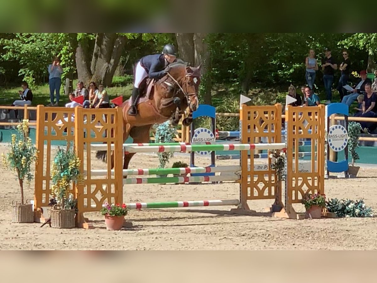 Holsteiner Merrie 15 Jaar 170 cm Bruin in Villmar