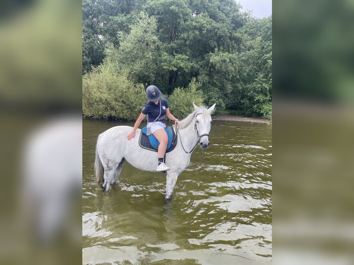 Holsteiner Merrie 15 Jaar 170 cm Schimmel in Schenefeld