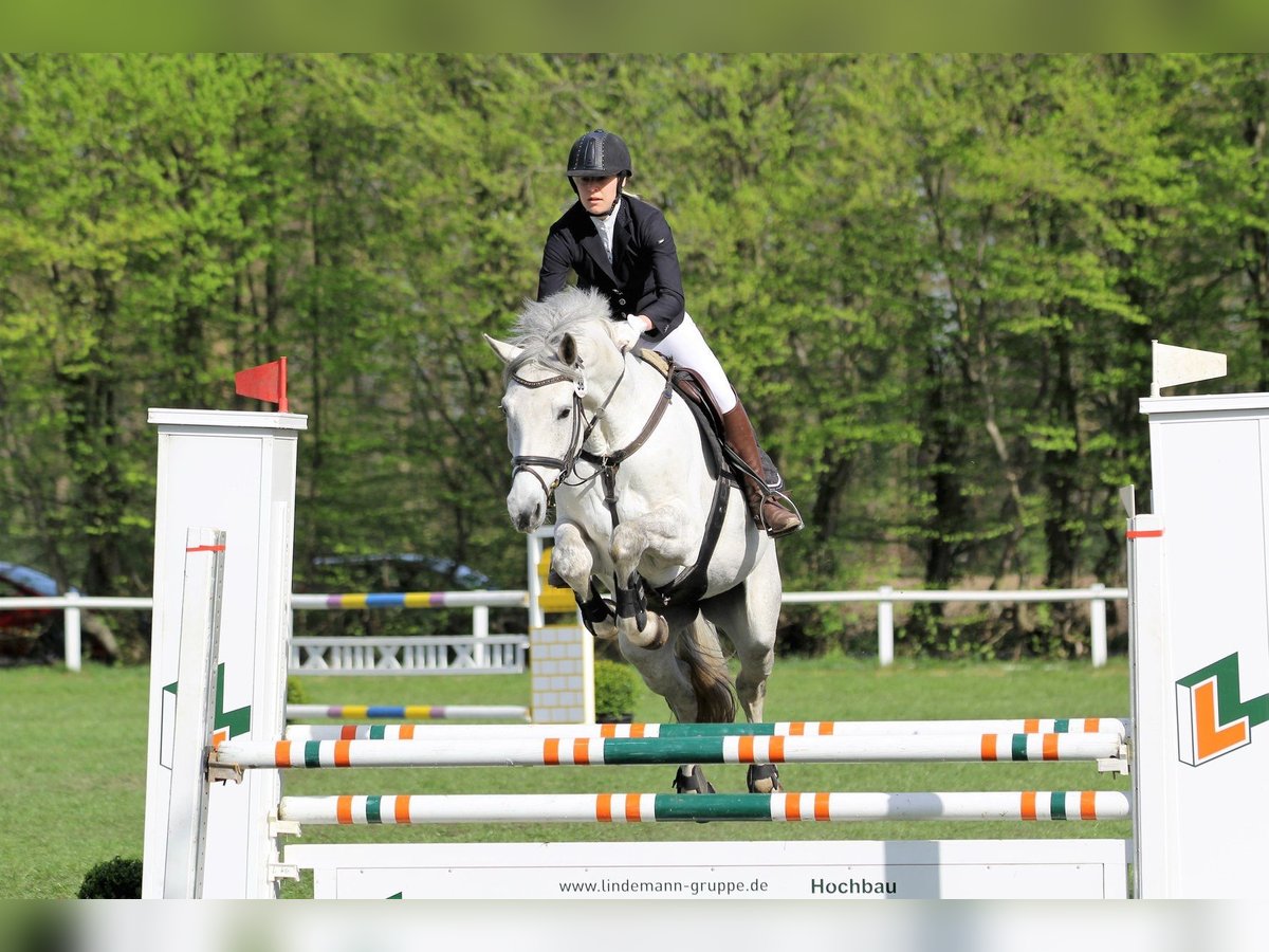 Holsteiner Merrie 15 Jaar 170 cm Schimmel in Nottensdorf