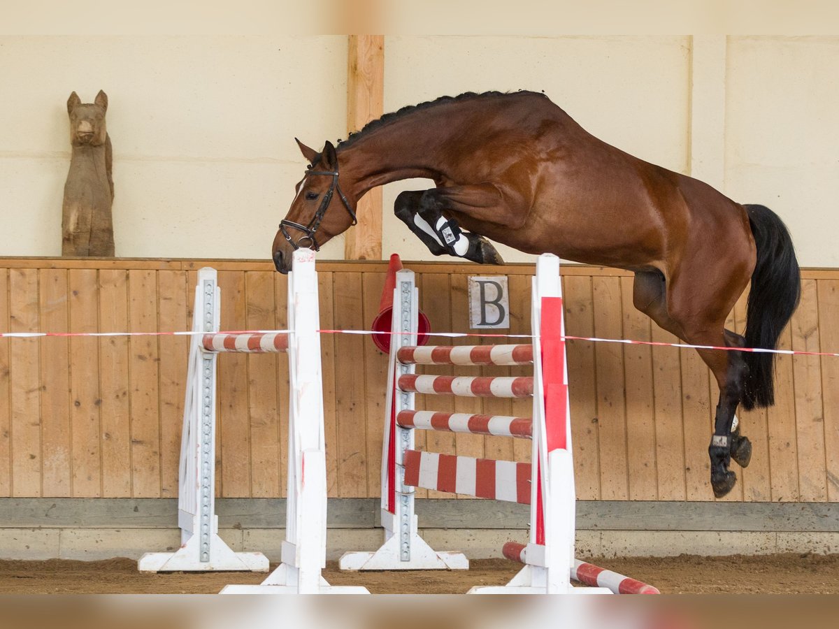 Holsteiner Merrie 16 Jaar 169 cm Bruin in Schönwalde-Glien