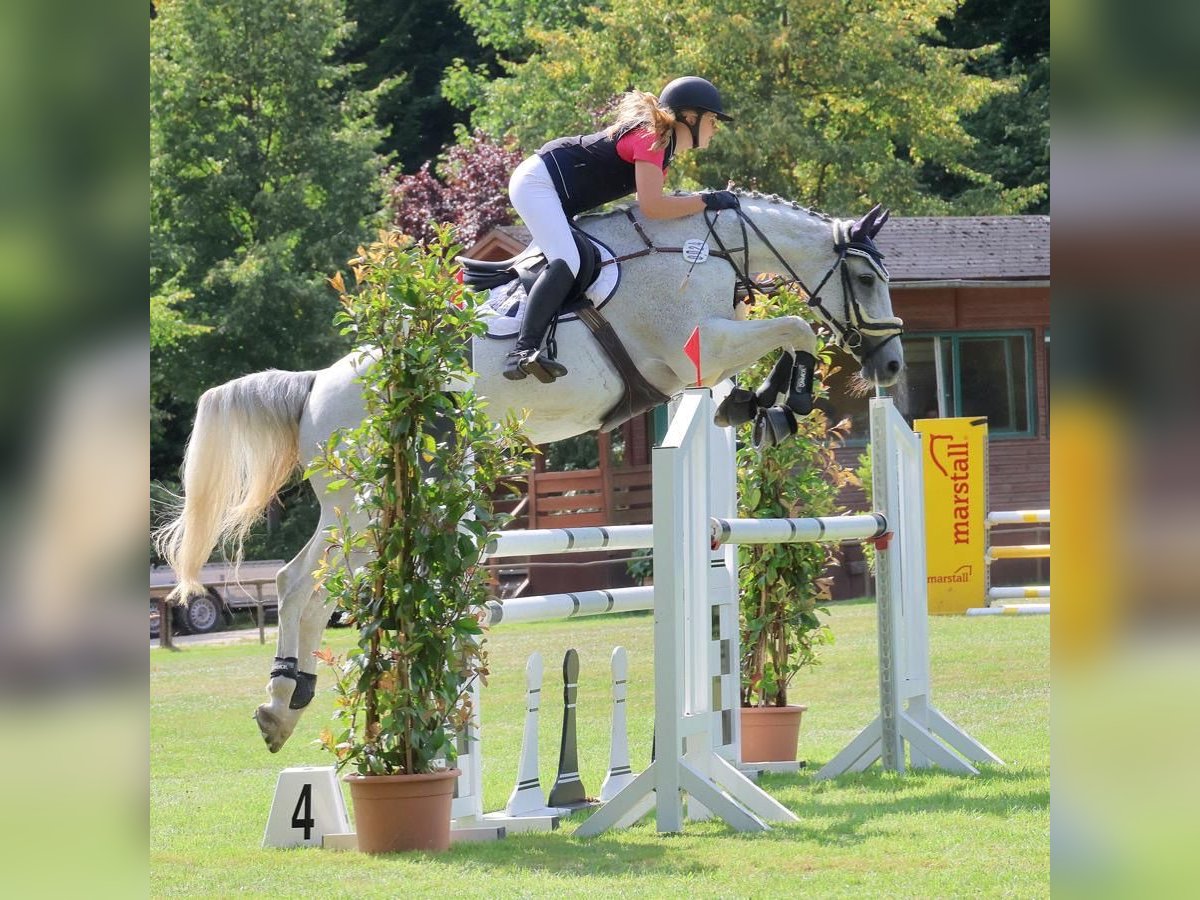 Holsteiner Merrie 16 Jaar 171 cm in Ahrensb&#xF6;k