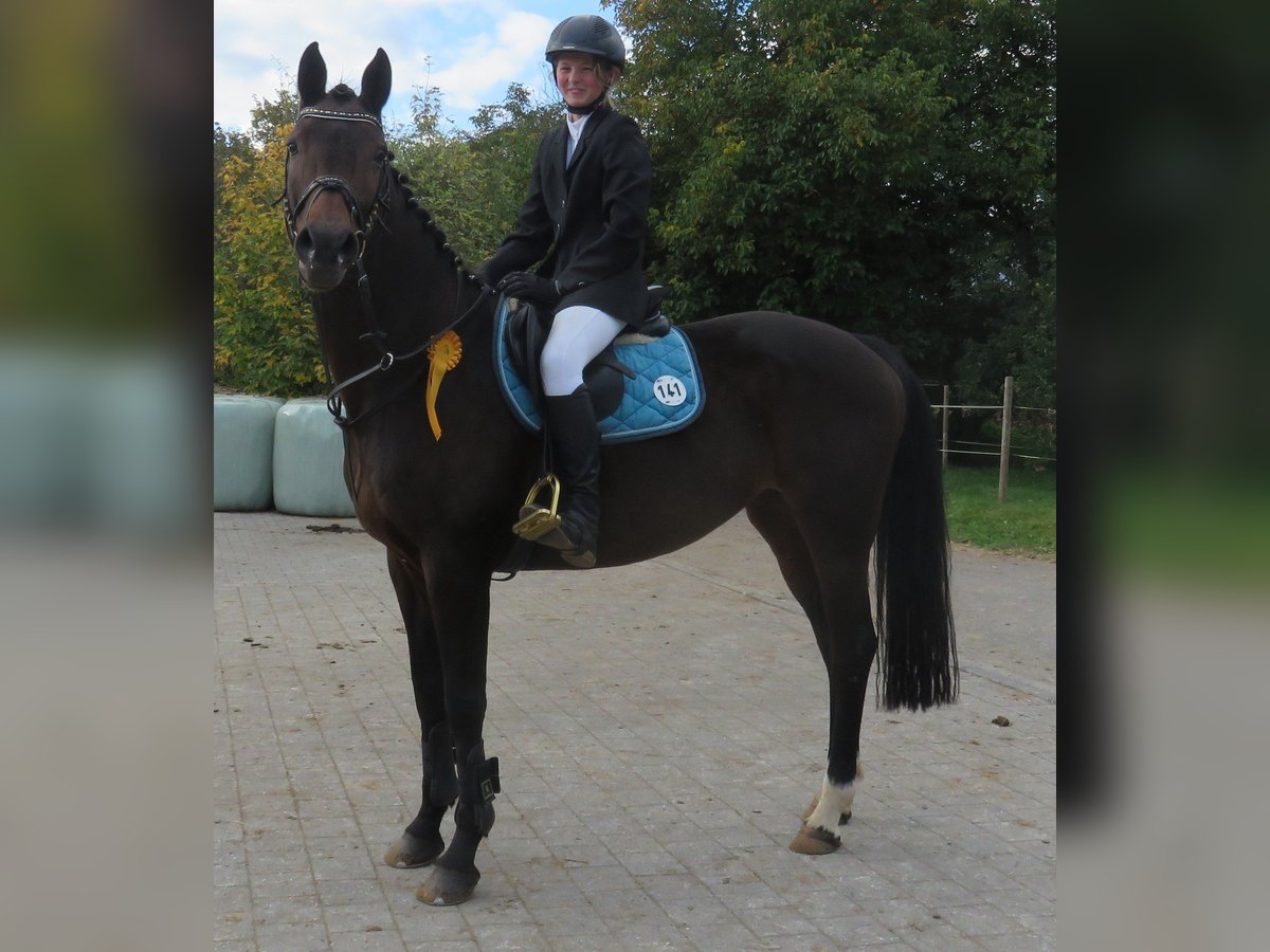 Holsteiner Merrie 17 Jaar 163 cm Zwartbruin in Riedlingen