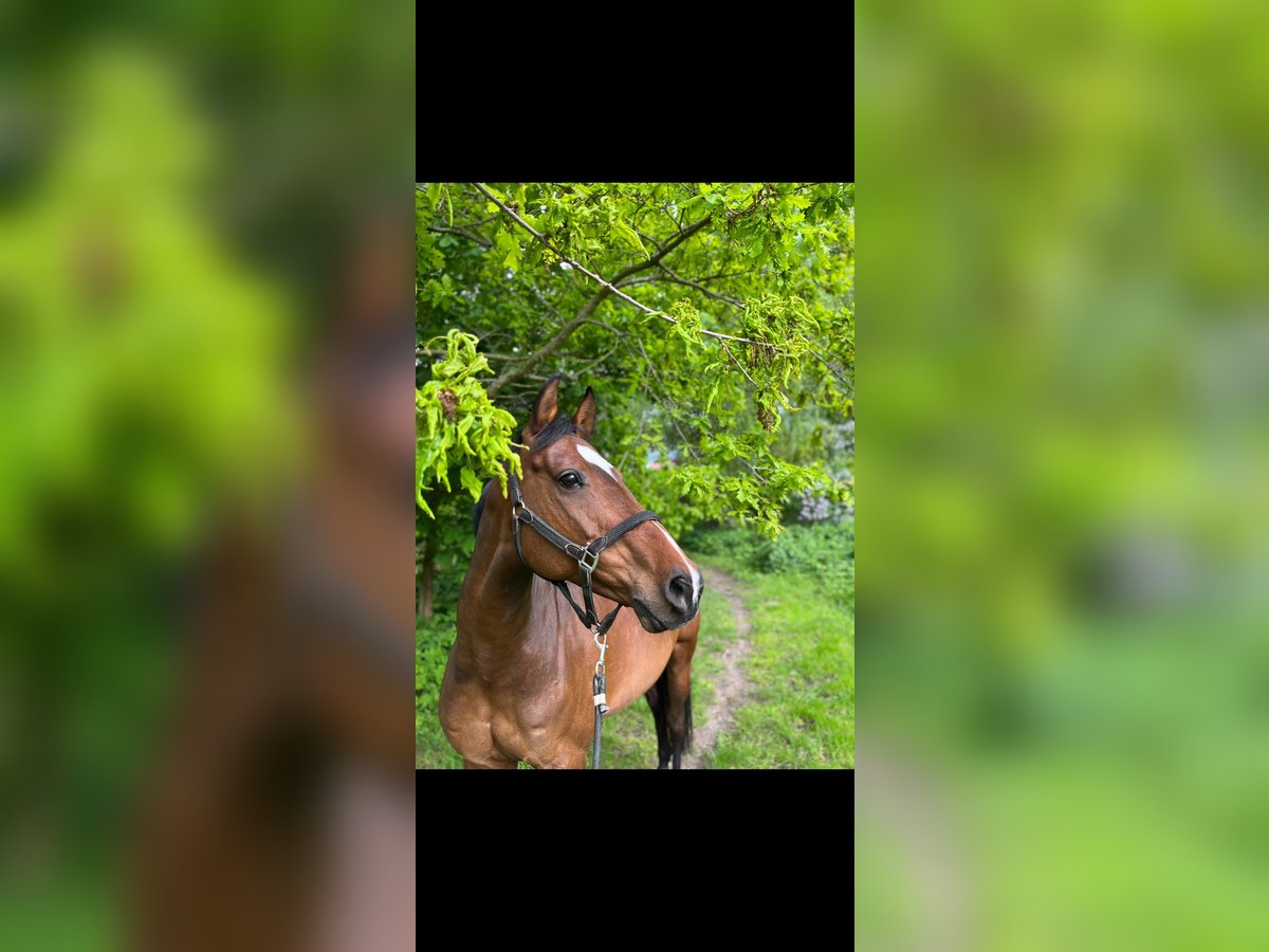 Holsteiner Merrie 17 Jaar 166 cm Bruin in Schellhorn