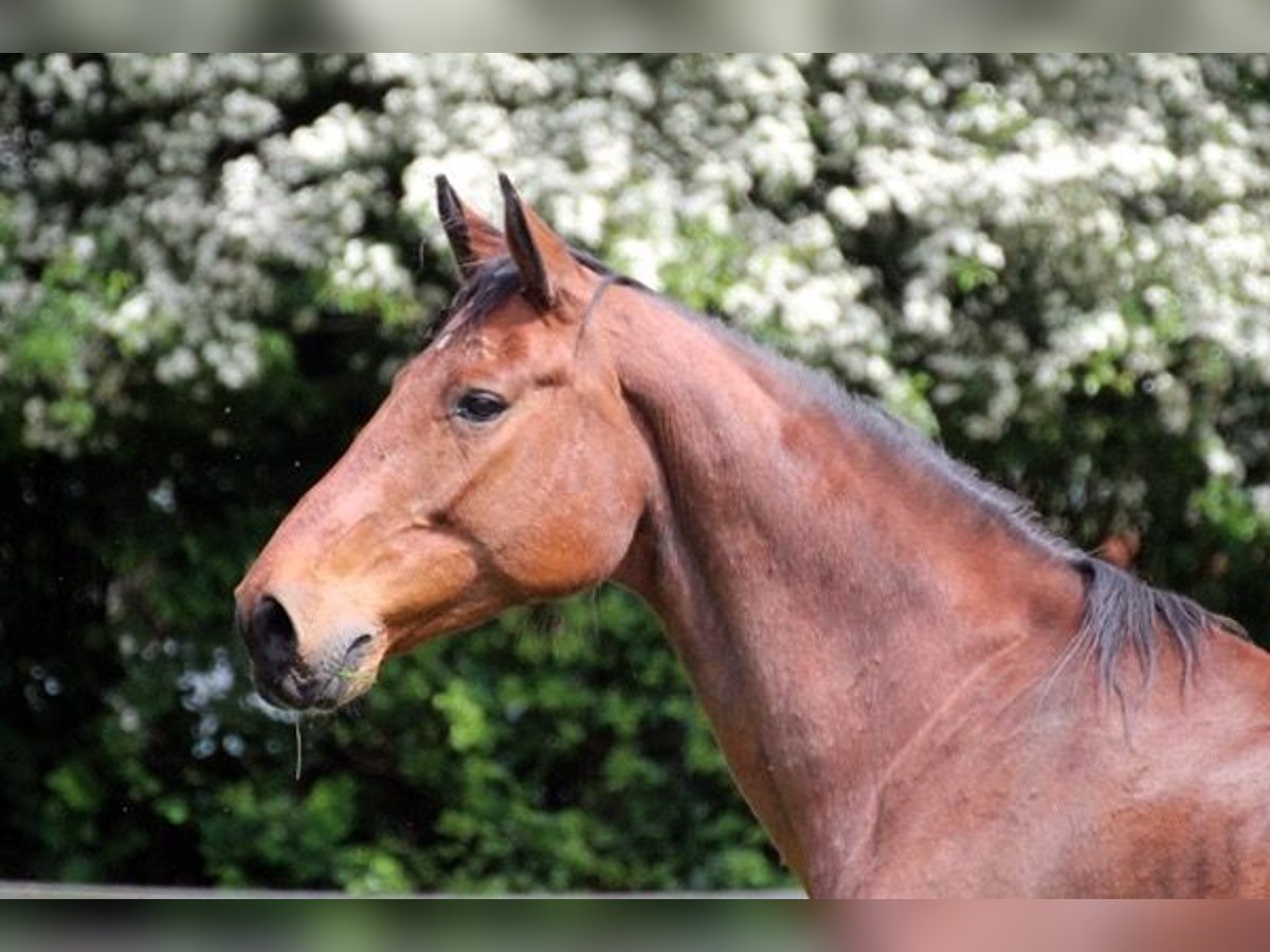 Holsteiner Merrie 17 Jaar 168 cm Bruin in Neumünster