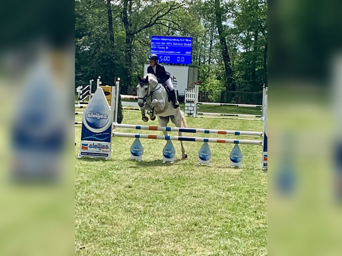 Holsteiner Merrie 17 Jaar Schimmel in Weyhe