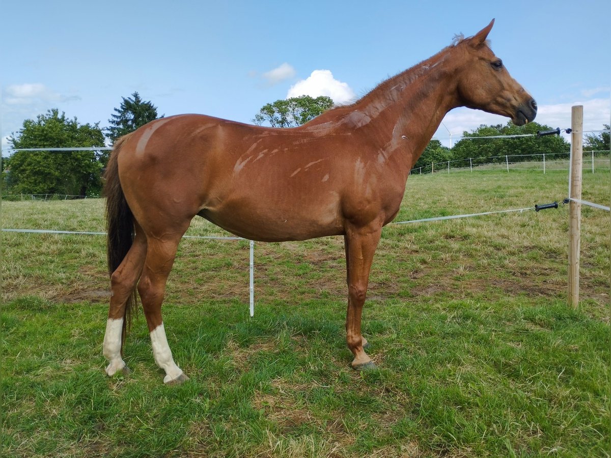 Holsteiner Merrie 18 Jaar 162 cm Vos in Gudensberg