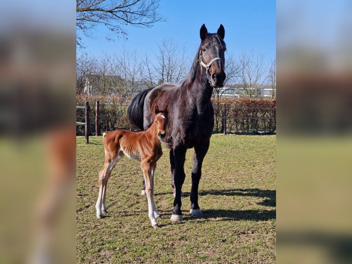 Holsteiner Merrie 18 Jaar 171 cm Bruin in Aachen