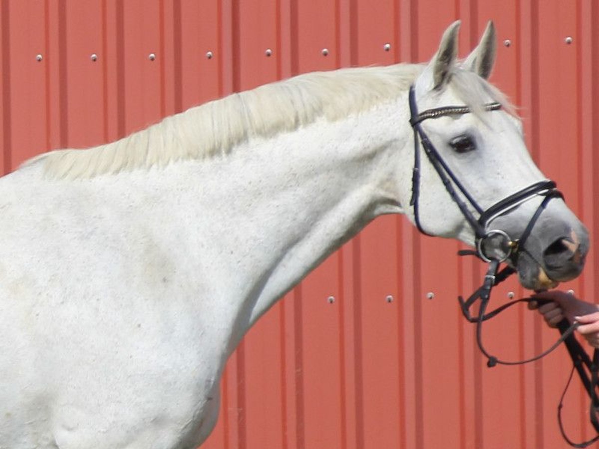 Holsteiner Merrie 19 Jaar 170 cm Schimmel in Kaiser-Wilhelm-Koog