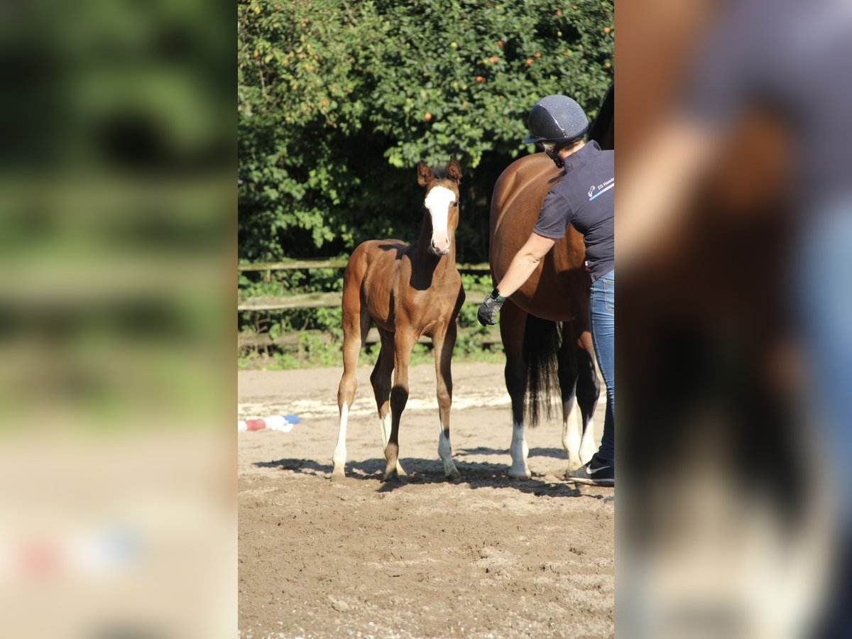 Holsteiner Merrie 1 Jaar 167 cm Bruin in Seedorf