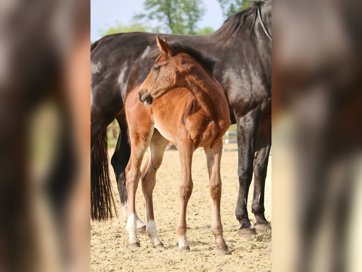 Holsteiner Merrie 1 Jaar 170 cm Bruin in Glandorf