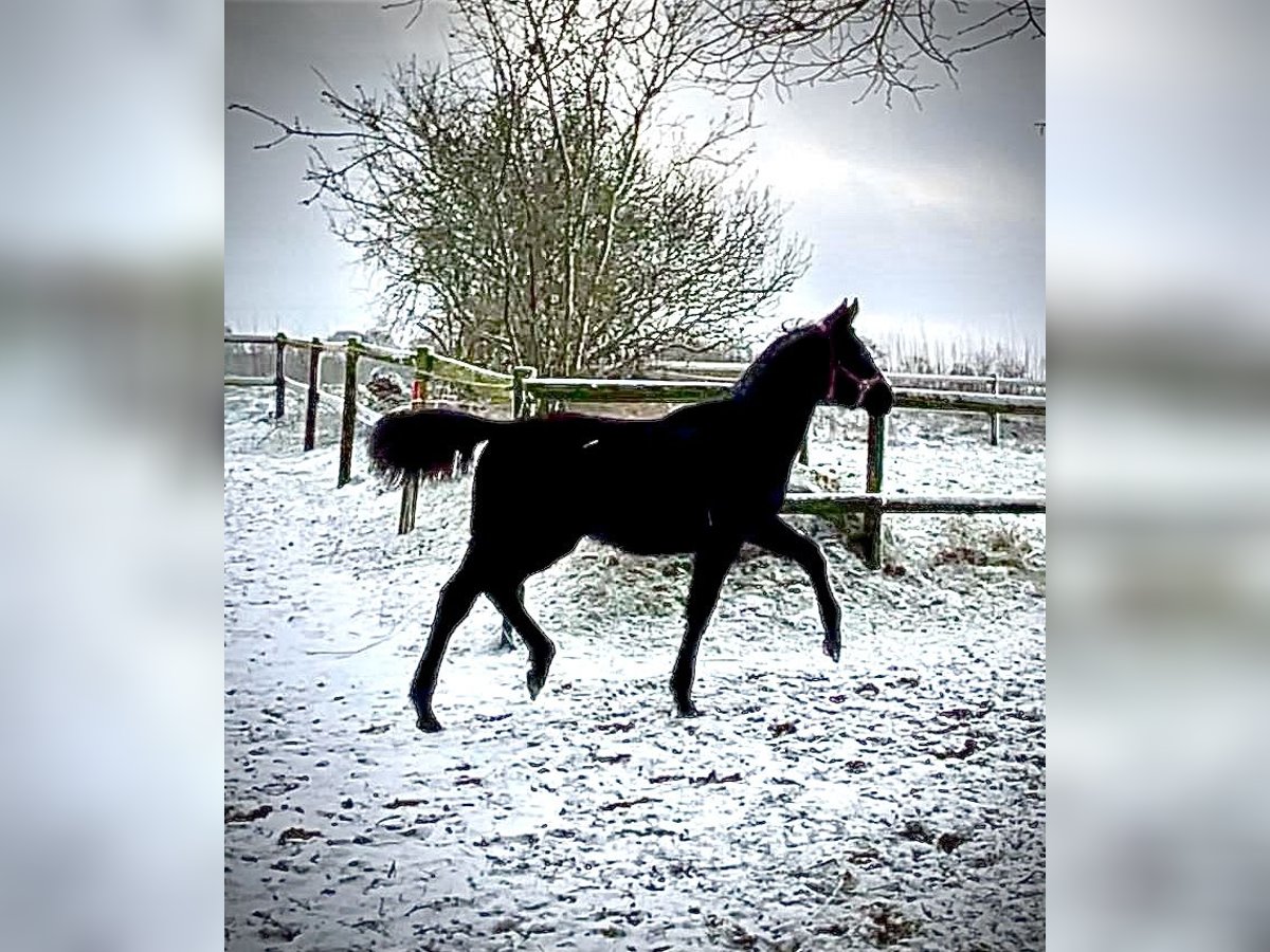 Holsteiner Merrie 1 Jaar 172 cm Zwartbruin in Krumstedt