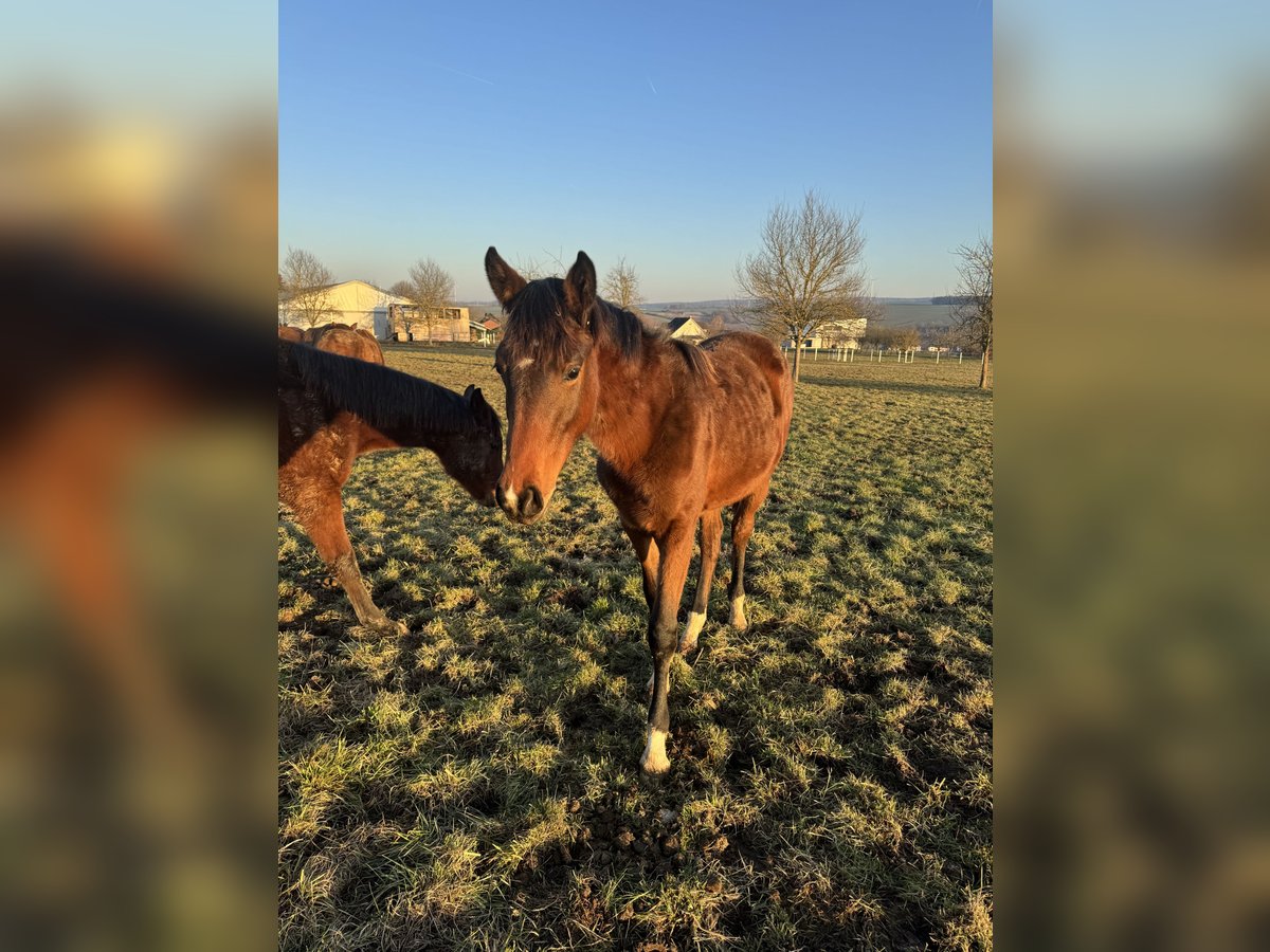 Holsteiner Merrie 1 Jaar Bruin in Hahnstätten