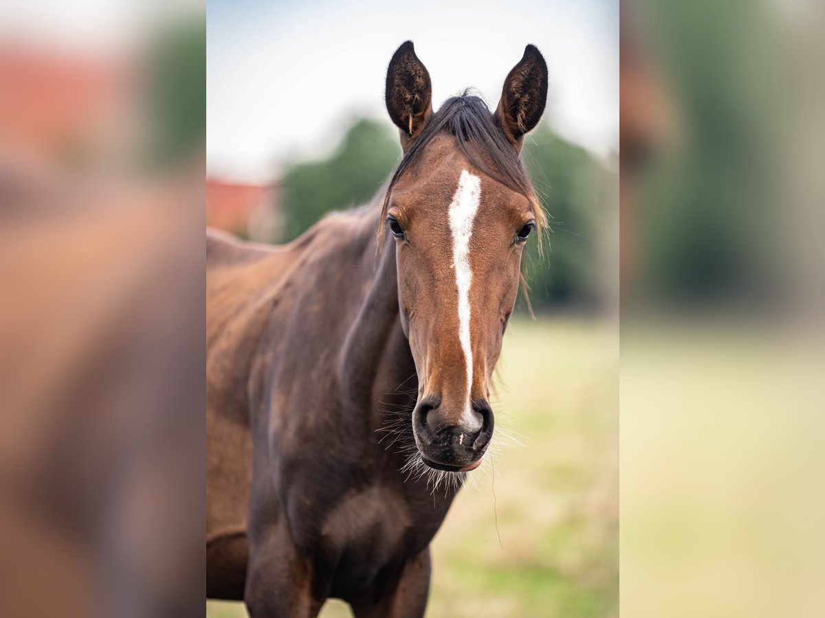 Holsteiner Merrie 1 Jaar Bruin in Glandorf