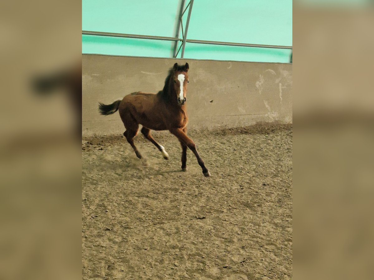 Holsteiner Merrie 1 Jaar Bruin in Westerdeichstrich