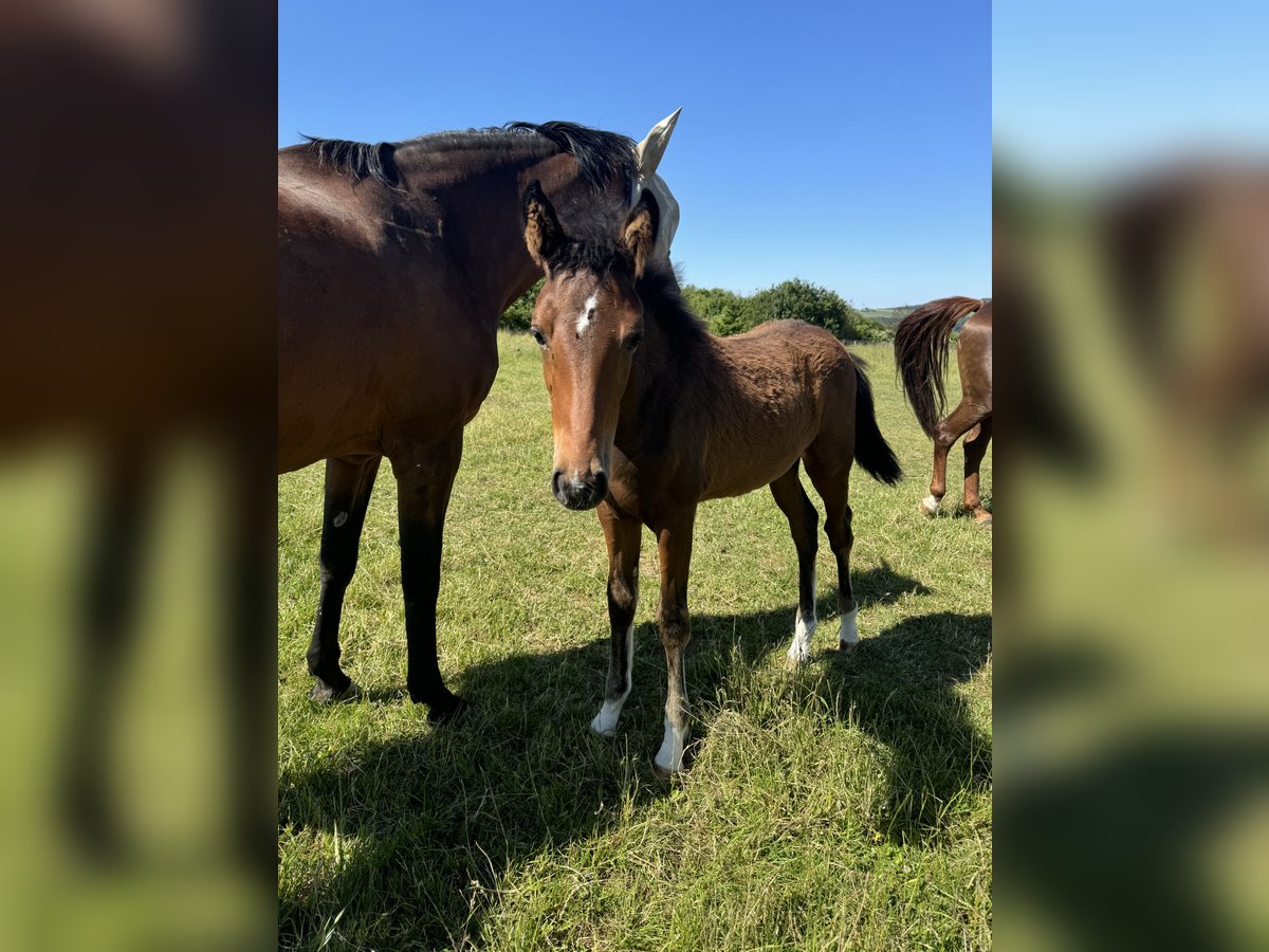 Holsteiner Merrie 1 Jaar Bruin in Rosbach vor der Höhe Ober-Rosbach