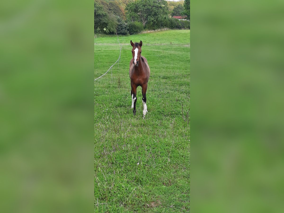 Holsteiner Merrie 1 Jaar Donkerbruin in Ausacker