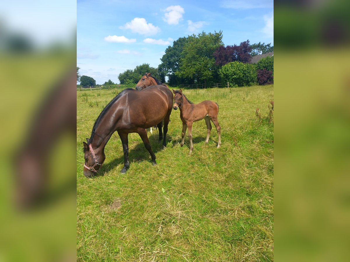 Holsteiner Merrie 1 Jaar Donkerbruin in Nusse