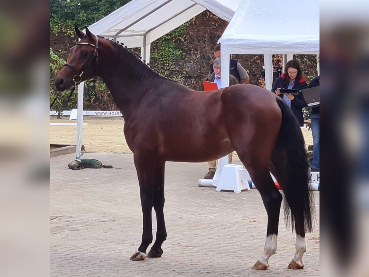 Holsteiner Merrie 20 Jaar 171 cm Donkerbruin in wonfurt