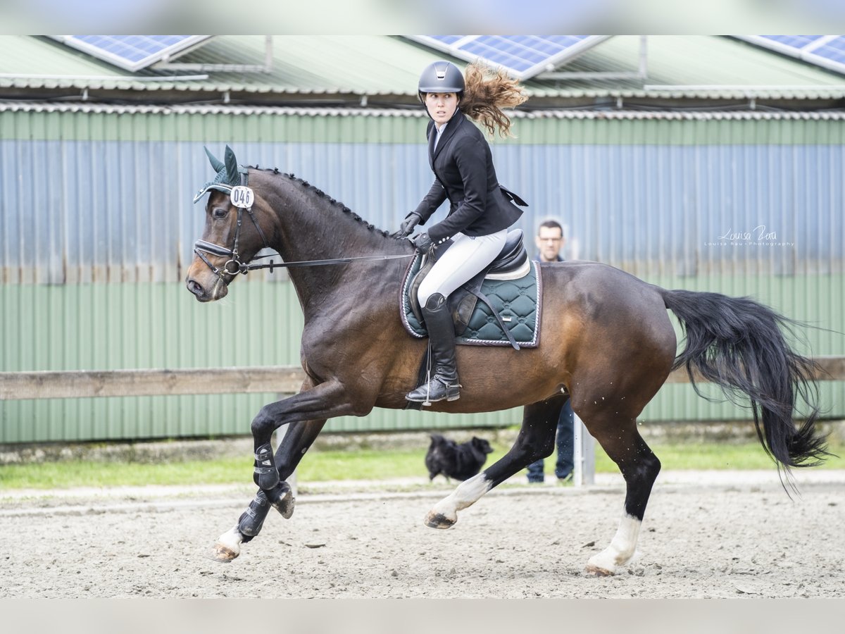 Holsteiner Merrie 22 Jaar 168 cm Donkerbruin in süderlügum