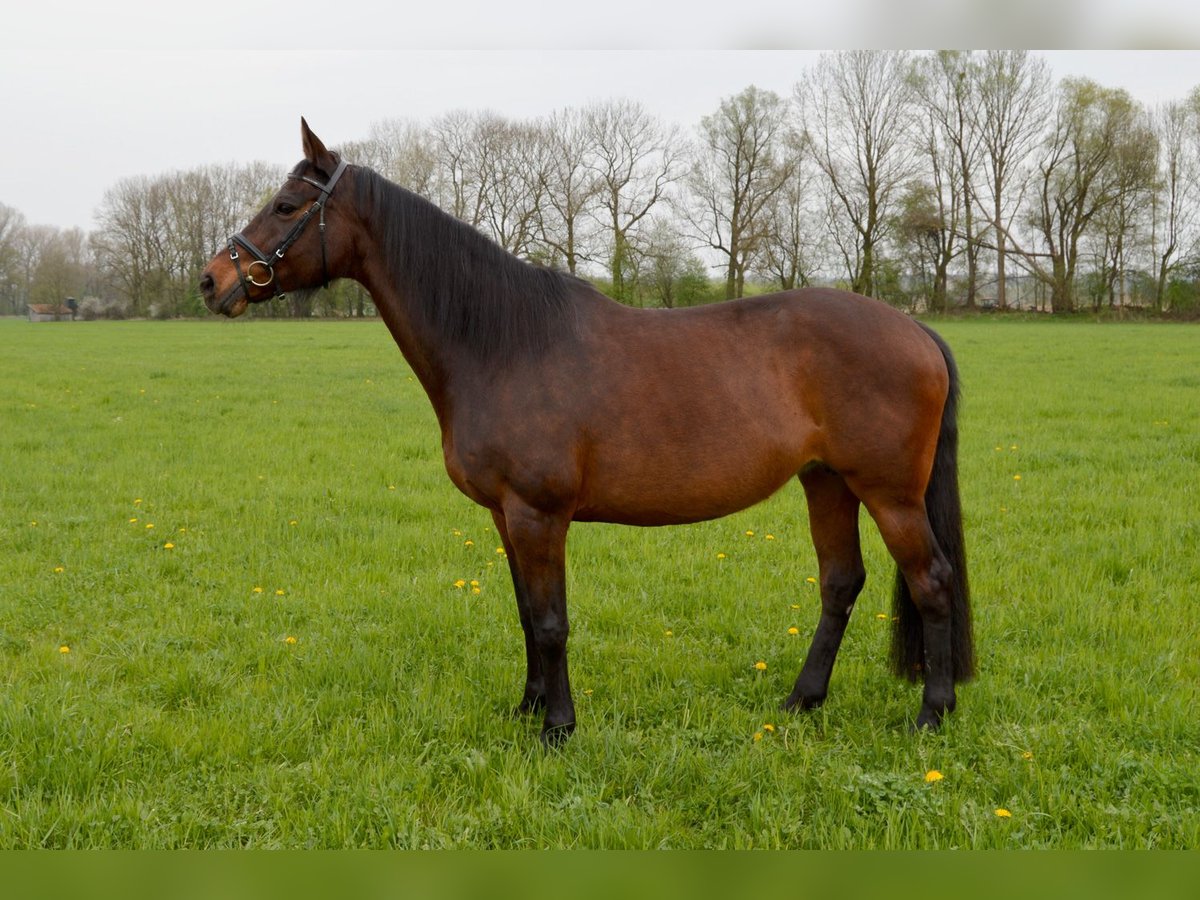 Holsteiner Merrie 23 Jaar 161 cm Donkerbruin in Bad Füssing