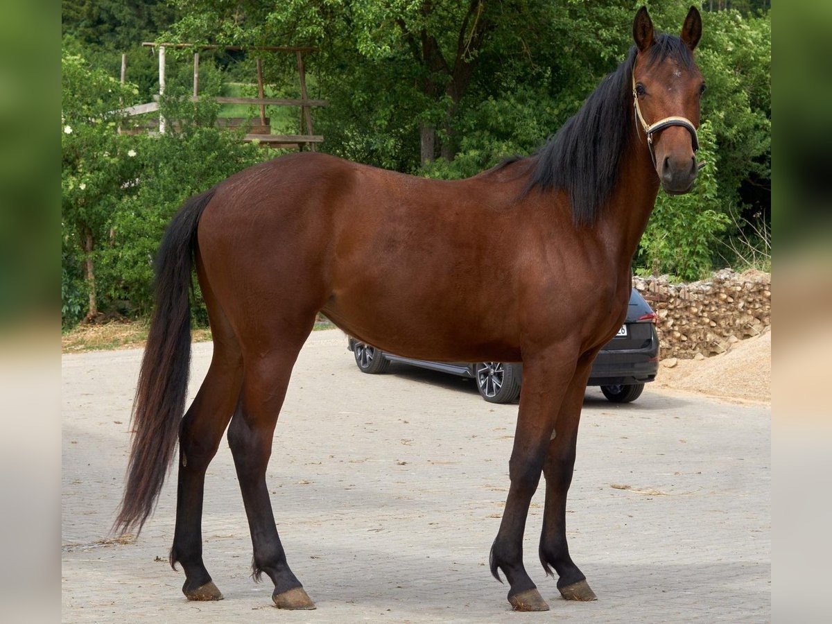 Holsteiner Merrie 2 Jaar 168 cm Bruin in Dietfurt an der Altm&#xFC;hl