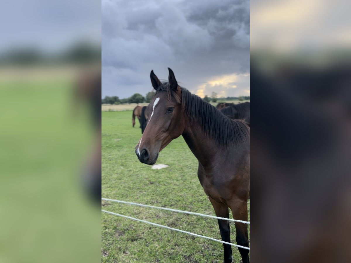 Holsteiner Merrie 2 Jaar 168 cm Donkerbruin in Duvensee