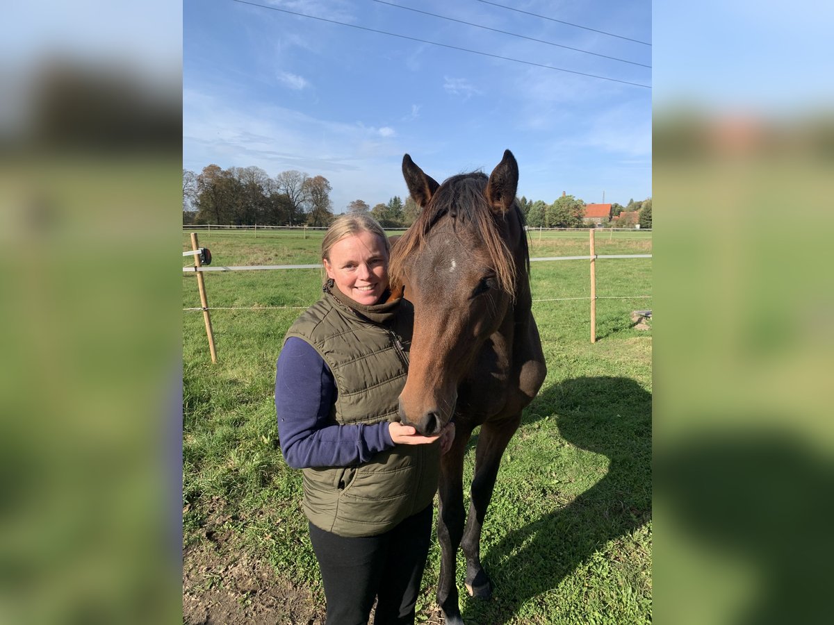 Holsteiner Merrie 2 Jaar Bruin in Putlitz