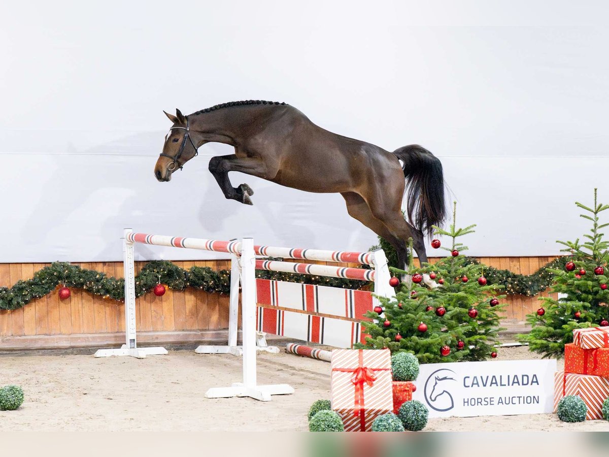 Holsteiner Merrie 2 Jaar Donkerbruin in Pozna&#x144;