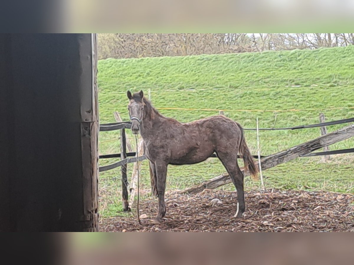 Holsteiner Merrie 2 Jaar Schimmel in Langenlonsheim