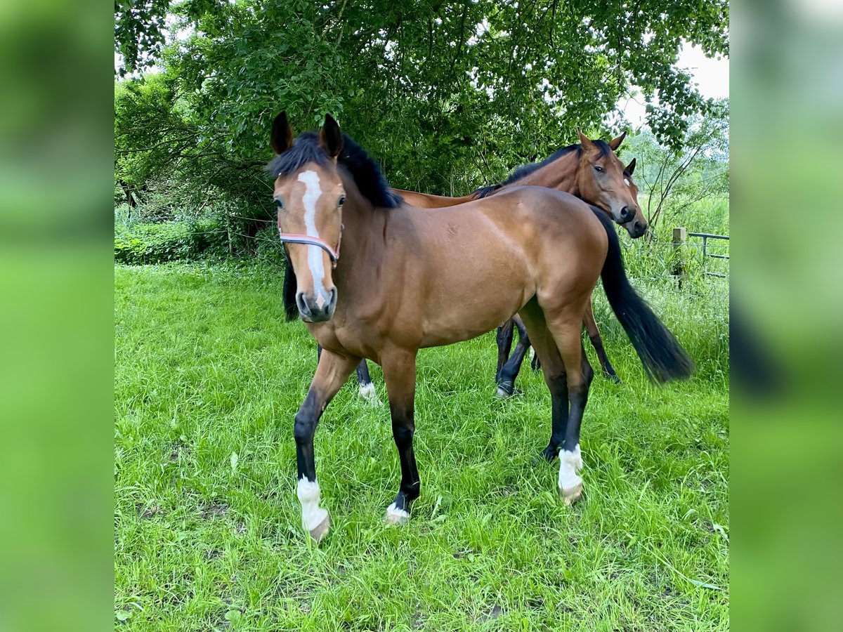 Holsteiner Merrie 3 Jaar 164 cm Bruin in Mildstedt