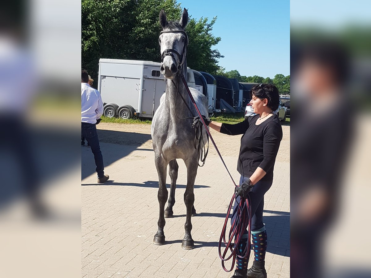 Holsteiner Merrie 3 Jaar 165 cm Appelschimmel in Koberg