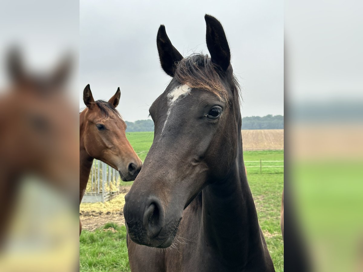 Holsteiner Merrie 3 Jaar 165 cm Zwart in Marsberg