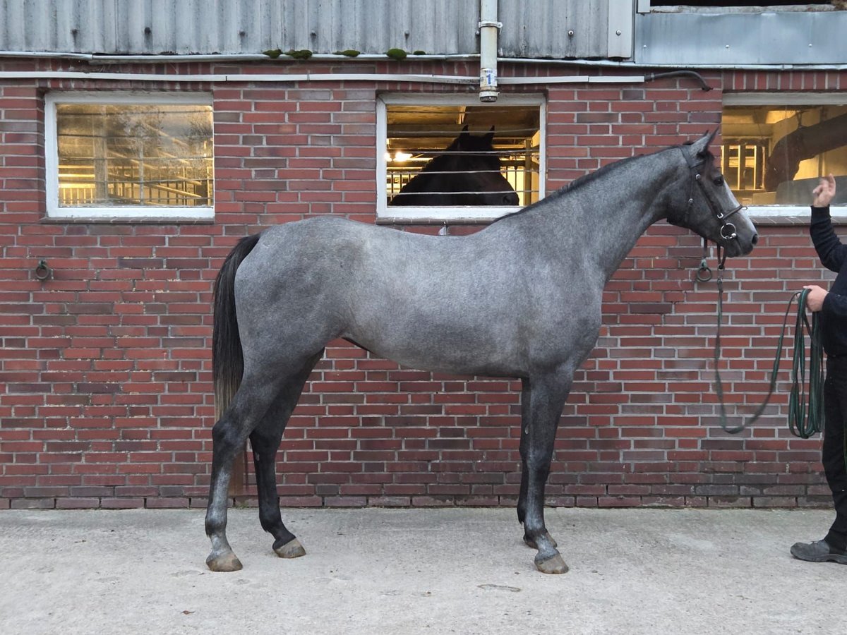 Holsteiner Merrie 3 Jaar 166 cm Schimmel in Kaiser-Wilhelm-Koog