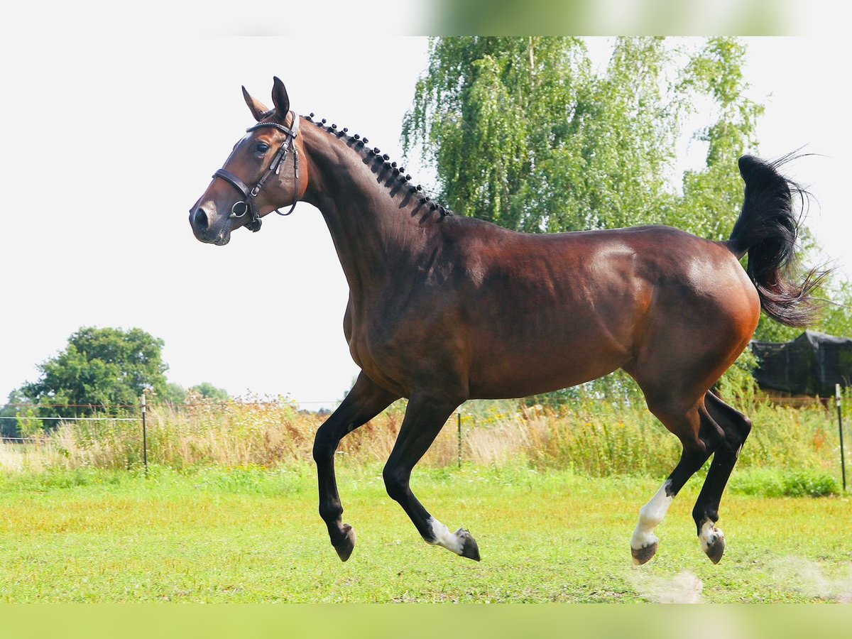 Holsteiner Merrie 3 Jaar 167 cm in Ger