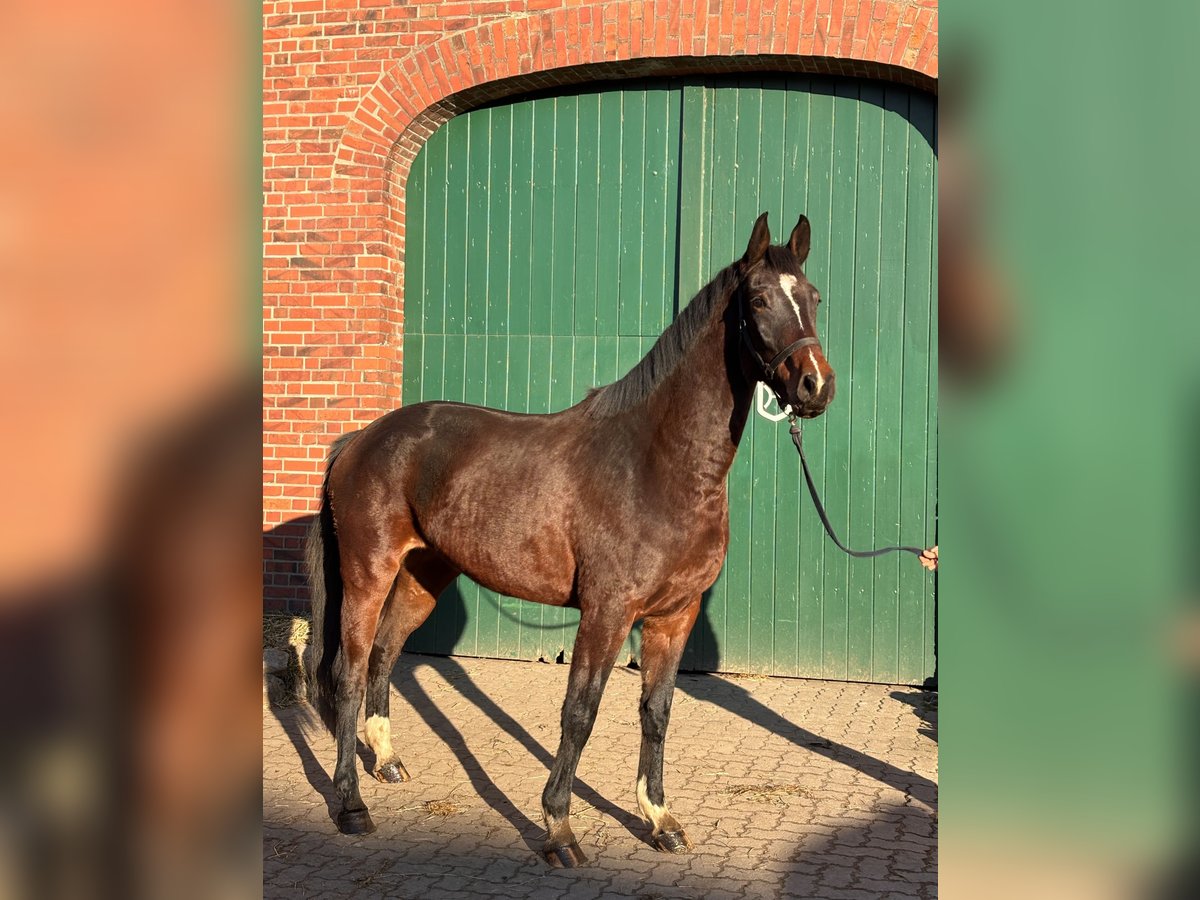 Holsteiner Merrie 3 Jaar 168 cm Donkerbruin in Duvensee