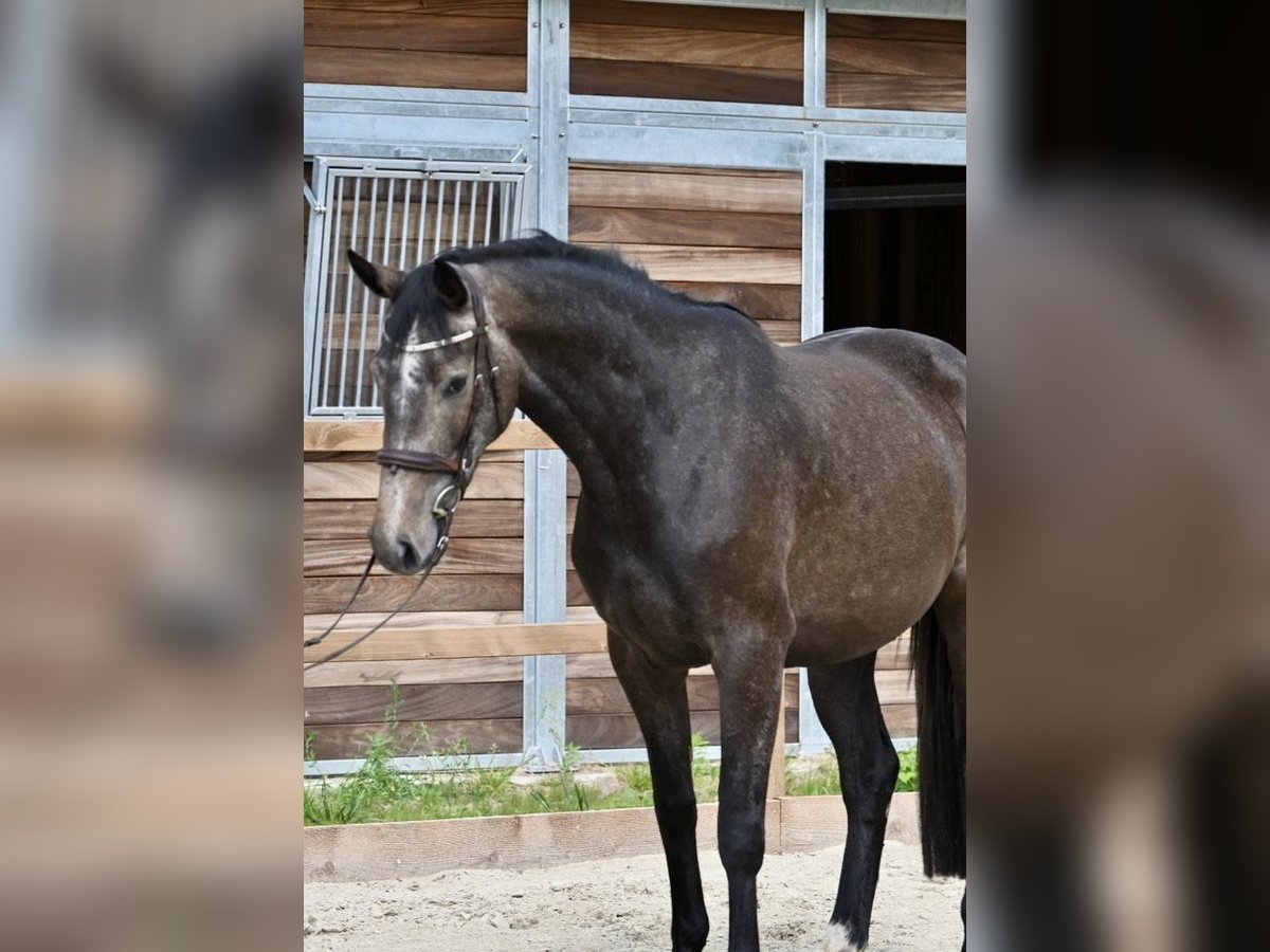 Holsteiner Merrie 3 Jaar 168 cm Zwartschimmel in Neuhaus / Zeetze