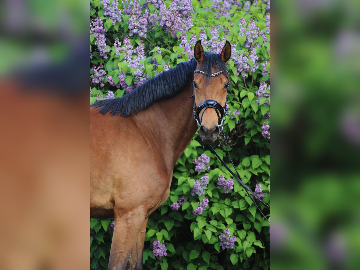 Holsteiner Merrie 3 Jaar 169 cm Bruin in Löwenberger Land