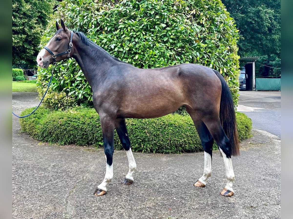 Holsteiner Merrie 3 Jaar 172 cm Donkerbruin in Langwedel