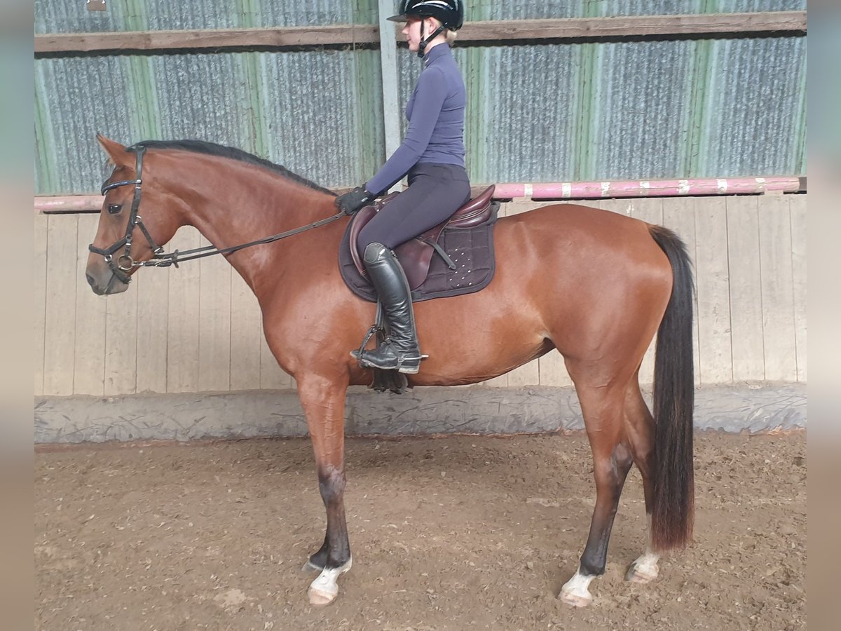 Holsteiner Merrie 4 Jaar 160 cm Bruin in Mohrkirch