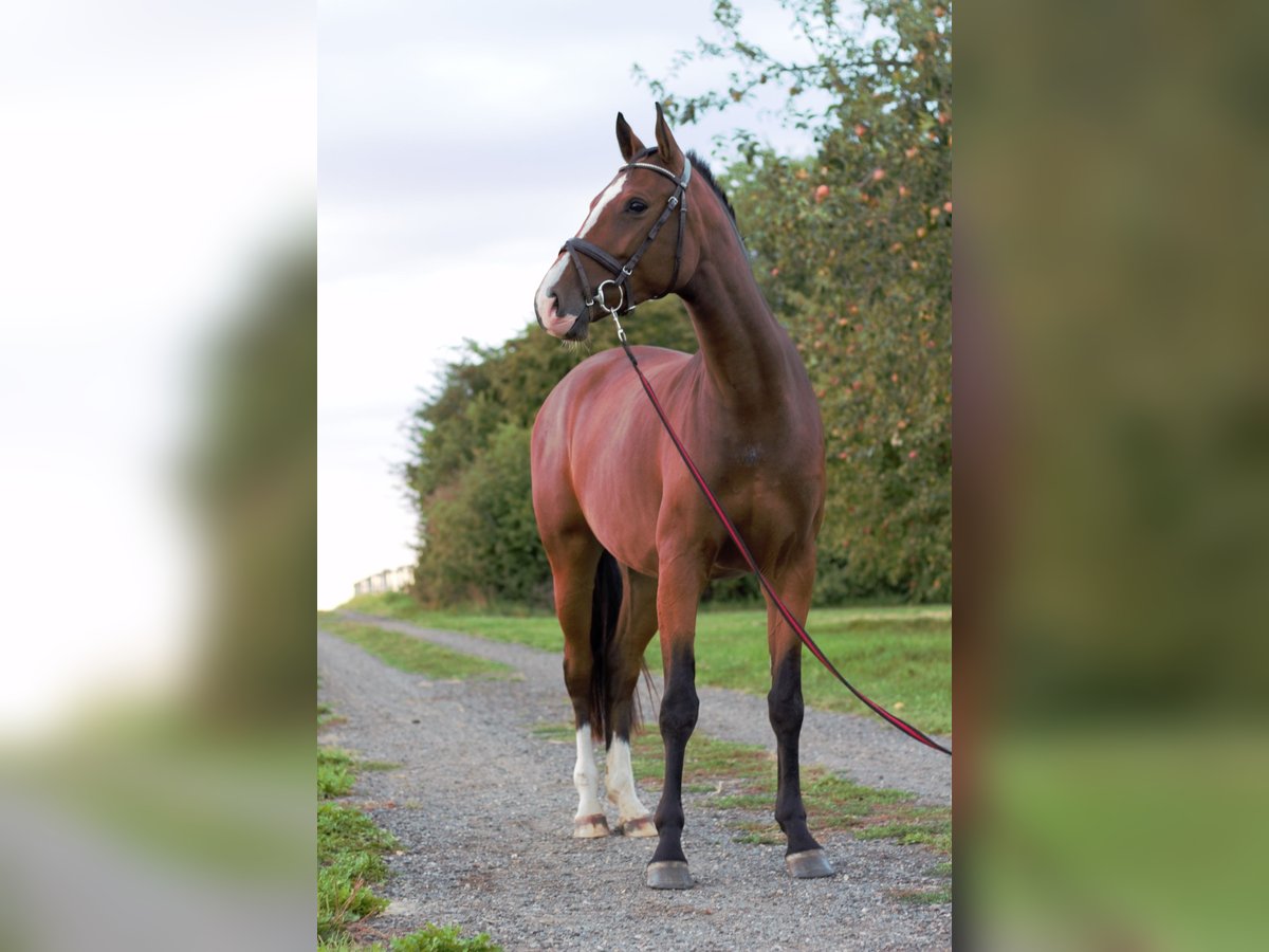 Holsteiner Merrie 4 Jaar 161 cm Bruin in Idstein