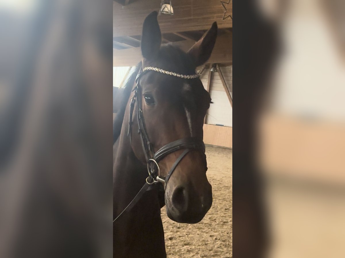 Holsteiner Merrie 4 Jaar 165 cm Donkerbruin in Hannoversch M&#xFC;nden